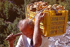 Mountain farmer collects mushrooms