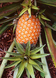 Ananas plant