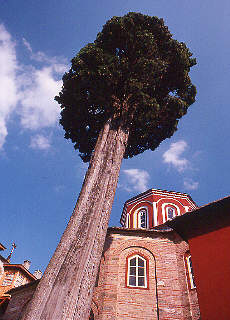 Giant tree in Monastery Philotheou