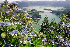 Hydrangea flowers on crater lake Cete Cidades