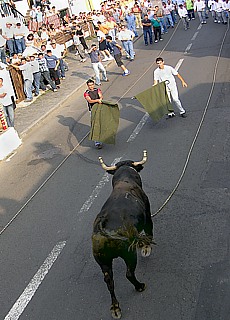 Tourada a Corda unbloody bullfighting