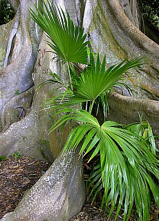 Wurzeln des Schlangenbaumes