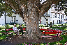 Park mit schattenspendendem alten Baum in Ribeira Grande