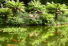 Goldfish pool in Terra Nostra Park