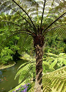 Giant fern in Terra Nostra Park
