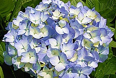 Hydrangeas flower