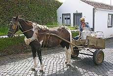 Farmer driving horse cart with milk cans on Terceira