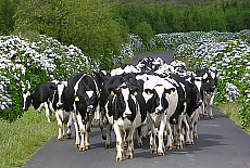 cattle herd of black white cows on the way home
