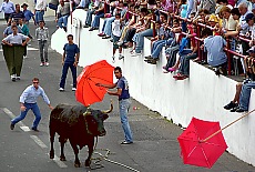 Tourada a Corda dangerous bullfighting