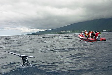 Whale watching in Lajes