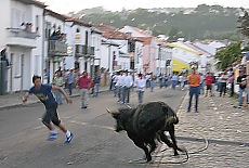 Tourada a Corda unbloody bullfighting