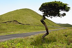 Lonesome tree in the high plaine of Pico