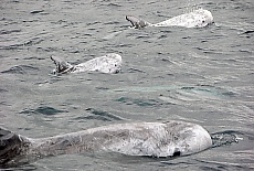 Whale watching in Lajes