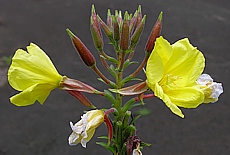 Yellow flowers in volcano region Capelinhos