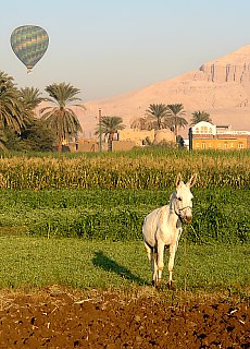 The horse is watching us fascinated