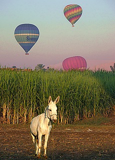 Touchdown in a cornfield