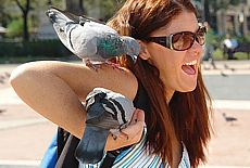 Aggressive pigeons on the Placa Catalunya