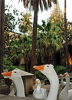 Goose walk in cloister of Cathedral Santa Creu