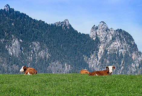 Schlafende Hexe und Khe bei Bischofswiesen