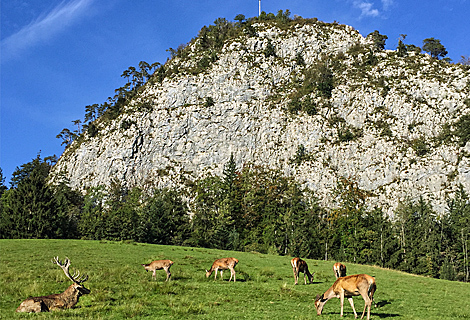 Rehe und Hirsch vor dem Kleinen Barmstein