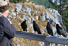 Freche Bergdolen betteln an der Jenner Seilbahn