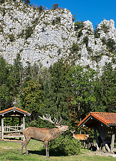 Wildgehege vor dem Kleinen Barmstein