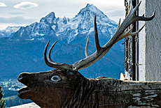 Kapitaler Hirsch am Gipfel der Kneifelspitze Paulshtte mit Watzmann