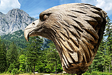 Eagle in the Klausbach valley Nationalpark Berchtesgaden