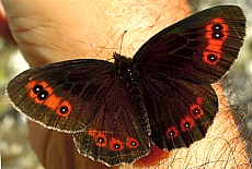 Butterfly licking salt from my hand