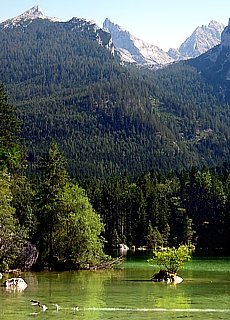 Startende Ente im Zauberwald am Hintersee