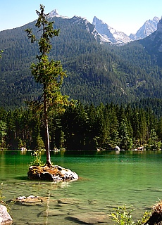 Zauberwald am Hintersee in der Ramsau