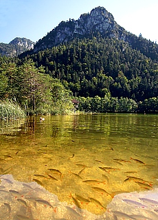 Forellen im Thumsee bei Bad Reichenhall