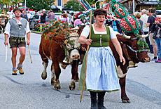 Cattle drive from Rossfeldalm downto Oberau