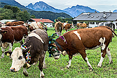 Violent cow at the cattle drive from Rossfeldalm
