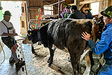 Gentle violence at the cattle drive from Rossfeldalm