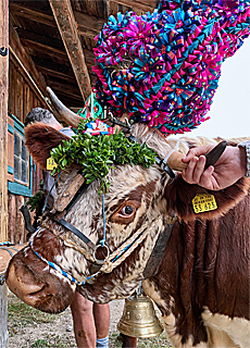 Cattle drive from Rossfeldalm downto Oberau