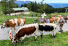 Cattle drive from Rossfeldalm downto Oberau