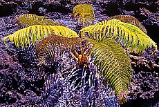 Ferns on the bizarre lava