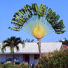 Palmgarden
