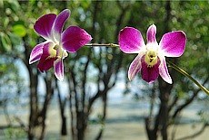 Orchids in Mangrove swamp