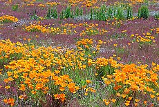 Flower meadow in New Zealand