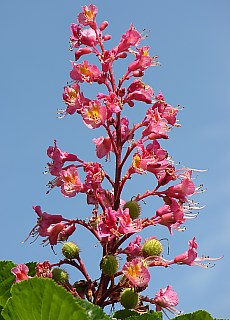 Springtime in Coromandel