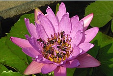 Lotus flower with residents