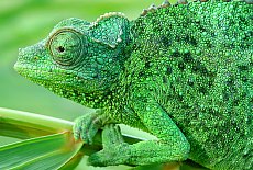 Cameleon