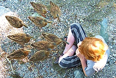 Redhead feeding ducks on the woman island