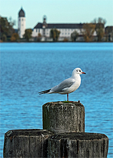 Mve blickt auf das Kloster der Fraueninsel