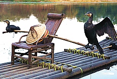 Kormoran Fisherman on Li river