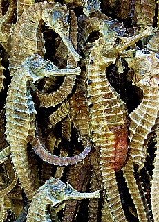 Gourmet food dried seahorses