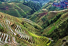 Rice terraces in Longsheng