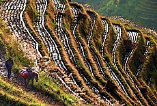 Rice farmer on his rice terraces in Longshen